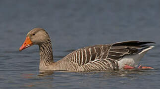 Greylag Goose