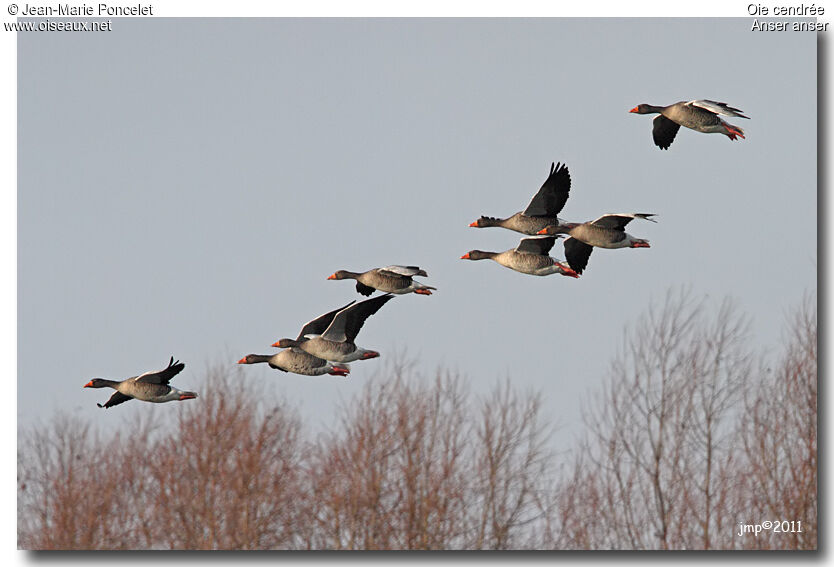 Greylag Goose