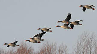 Greylag Goose