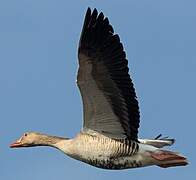 Greylag Goose