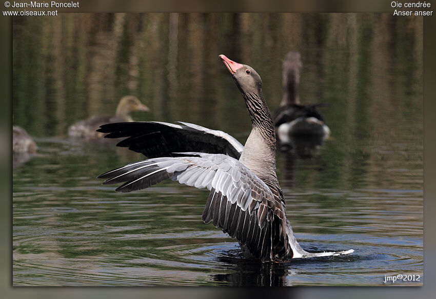 Greylag Goose