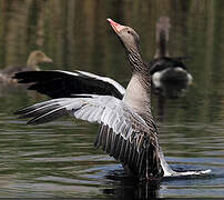 Greylag Goose