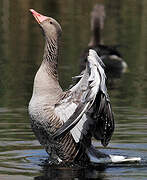 Greylag Goose