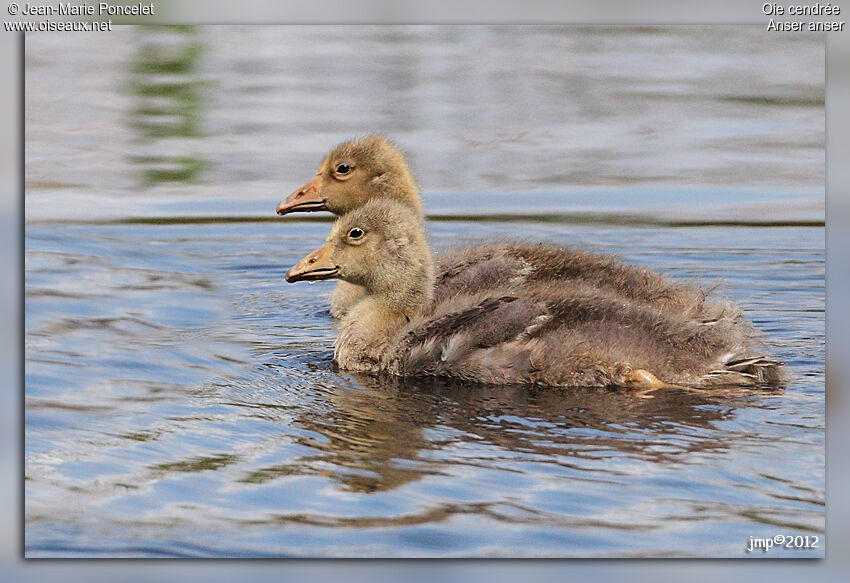 Greylag Goosejuvenile