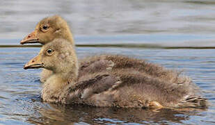 Greylag Goose