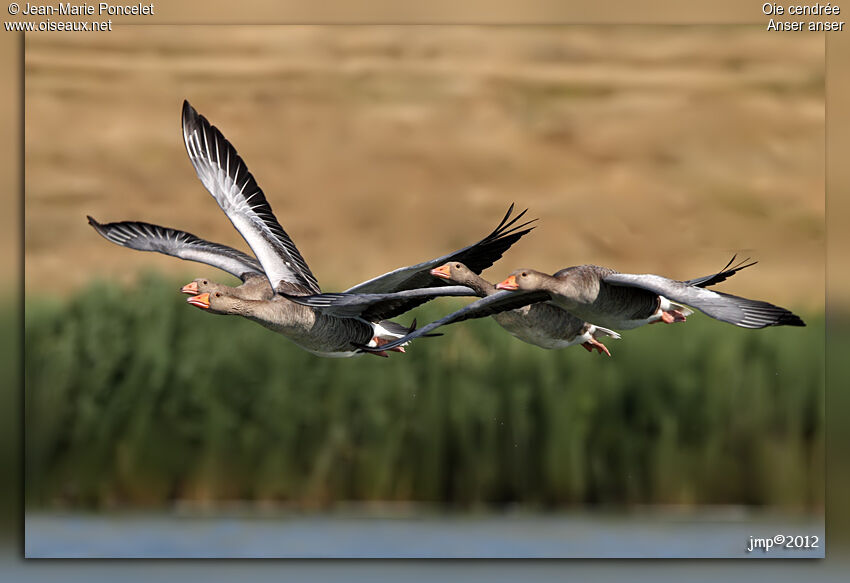 Greylag Goose