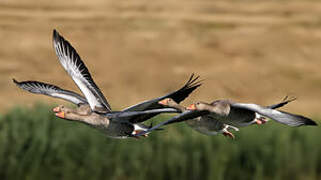 Greylag Goose