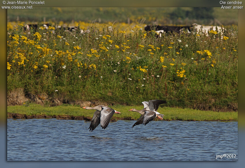 Greylag Goose