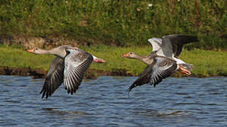 Greylag Goose