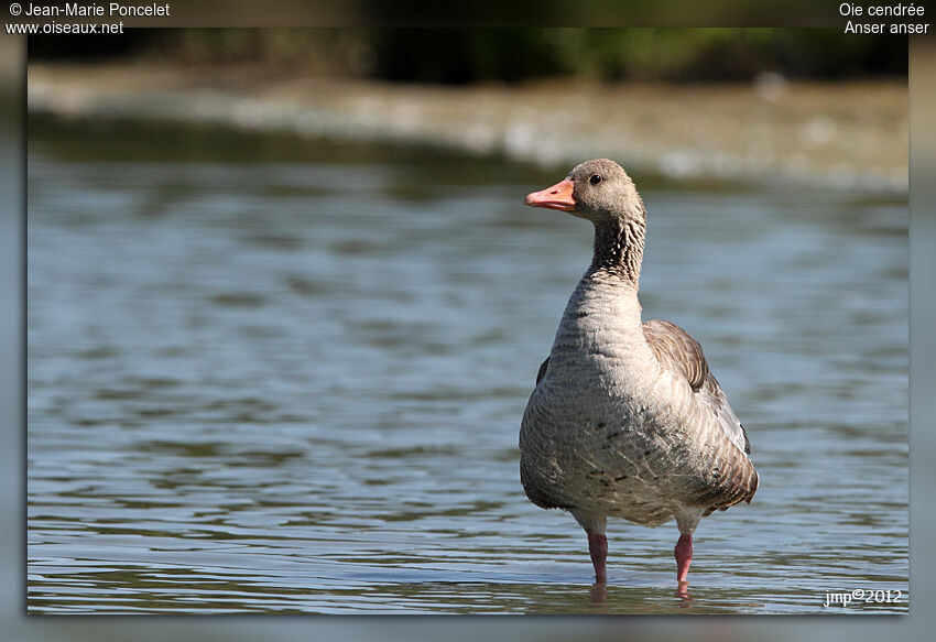 Greylag Goose