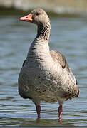 Greylag Goose