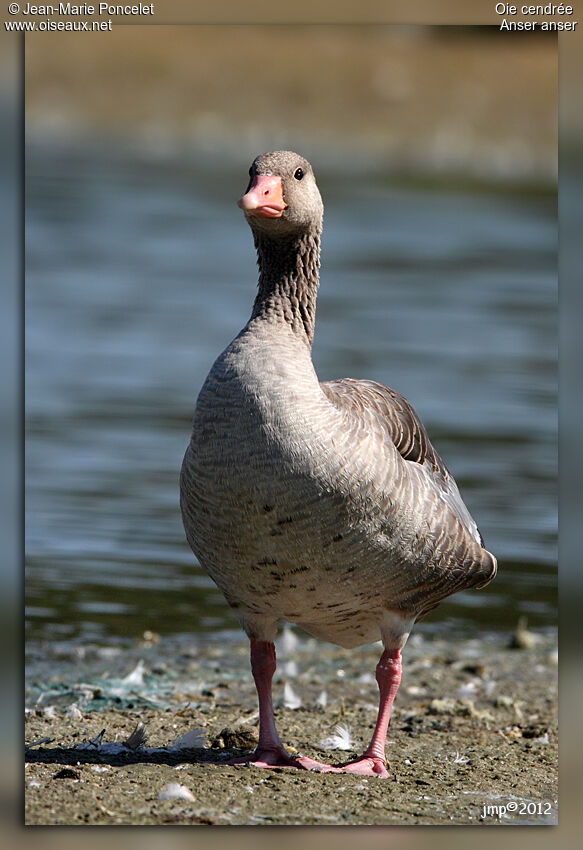 Greylag Goose