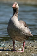 Greylag Goose