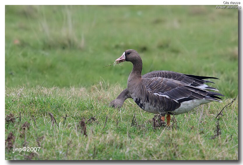 Greater White-fronted Goose