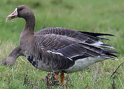 Greater White-fronted Goose