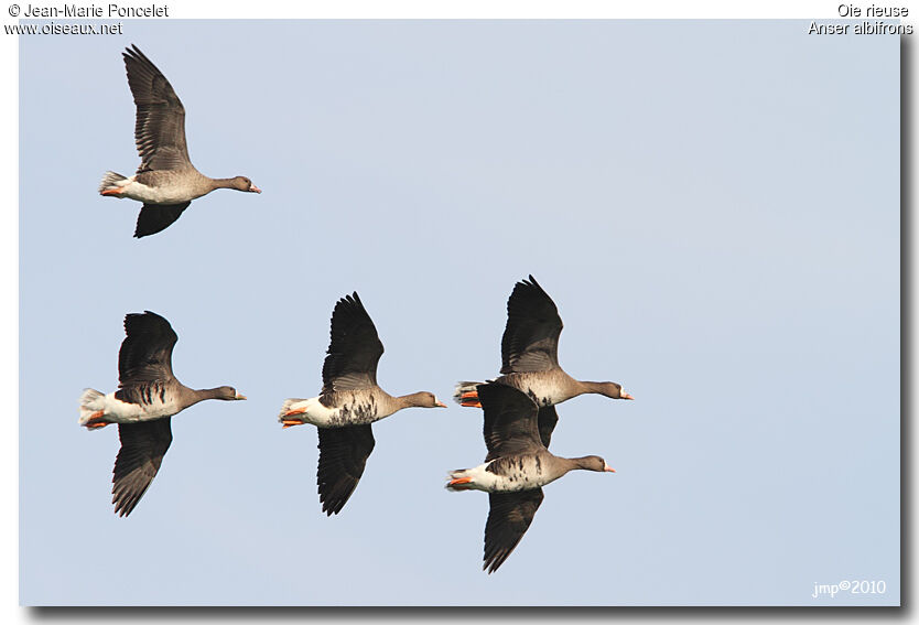 Greater White-fronted Goose