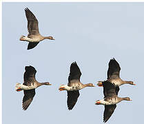 Greater White-fronted Goose