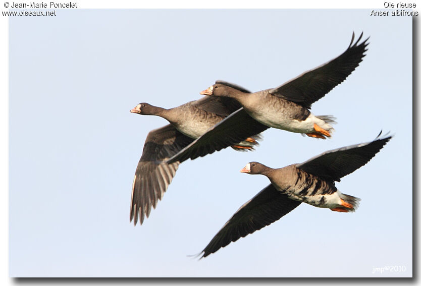 Greater White-fronted Goose