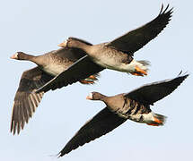 Greater White-fronted Goose