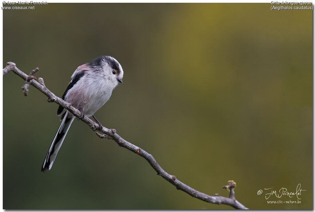 Long-tailed Tit