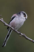 Long-tailed Tit