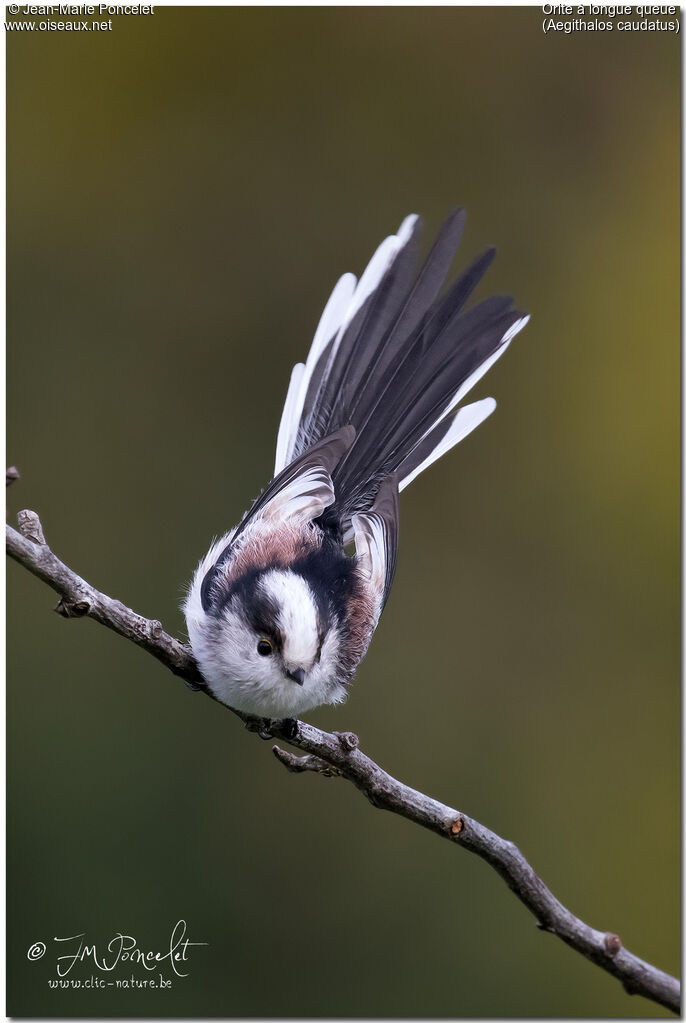 Long-tailed Tit