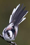 Long-tailed Tit