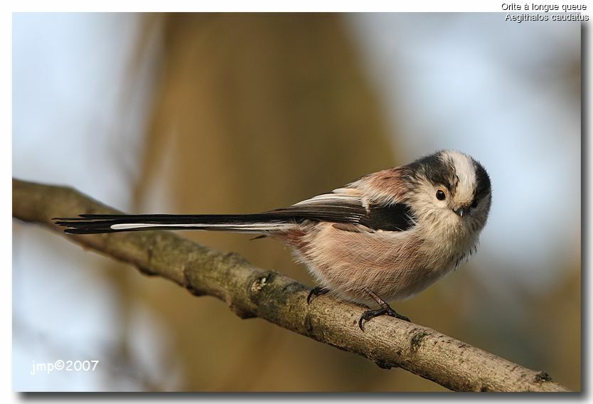 Long-tailed Tit