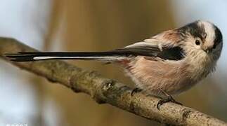 Long-tailed Tit