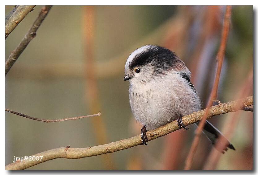 Long-tailed Tit