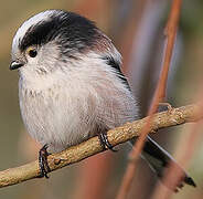 Long-tailed Tit