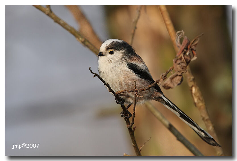 Long-tailed Tit