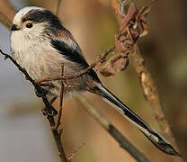 Long-tailed Tit