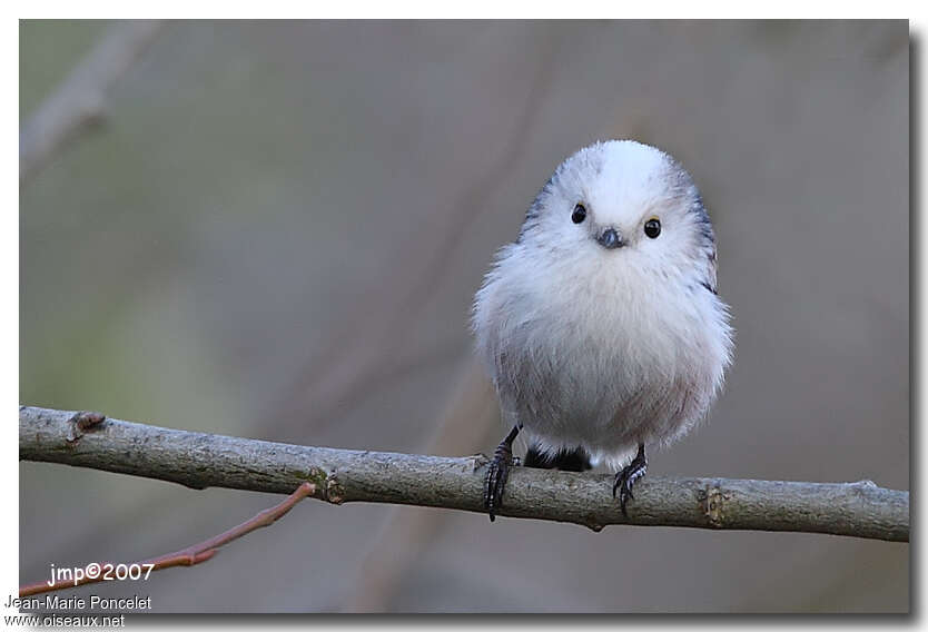 Long-tailed Titadult, close-up portrait