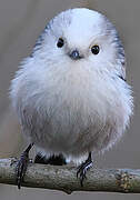 Long-tailed Tit