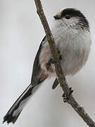 Long-tailed Tit