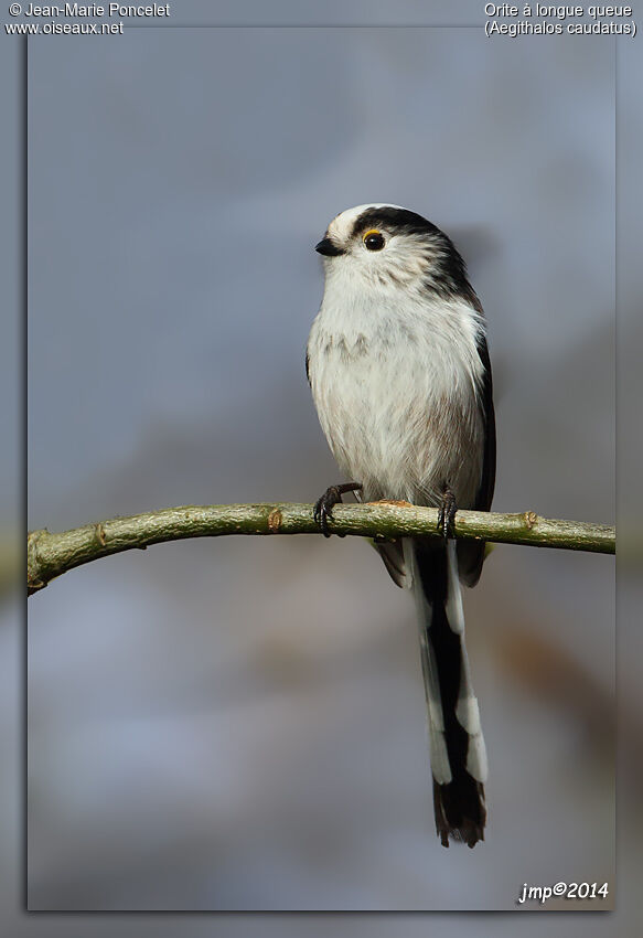 Long-tailed Tit