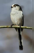 Long-tailed Tit