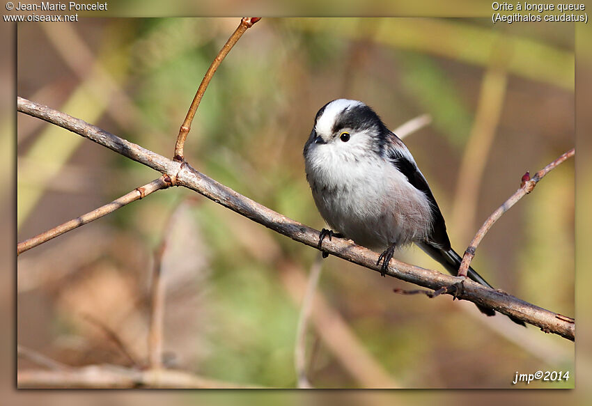 Long-tailed Tit