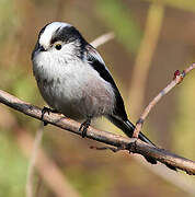 Long-tailed Tit