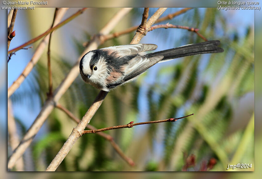 Long-tailed Tit