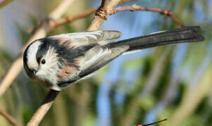 Long-tailed Tit