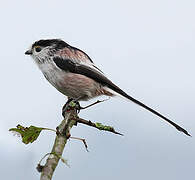 Long-tailed Tit