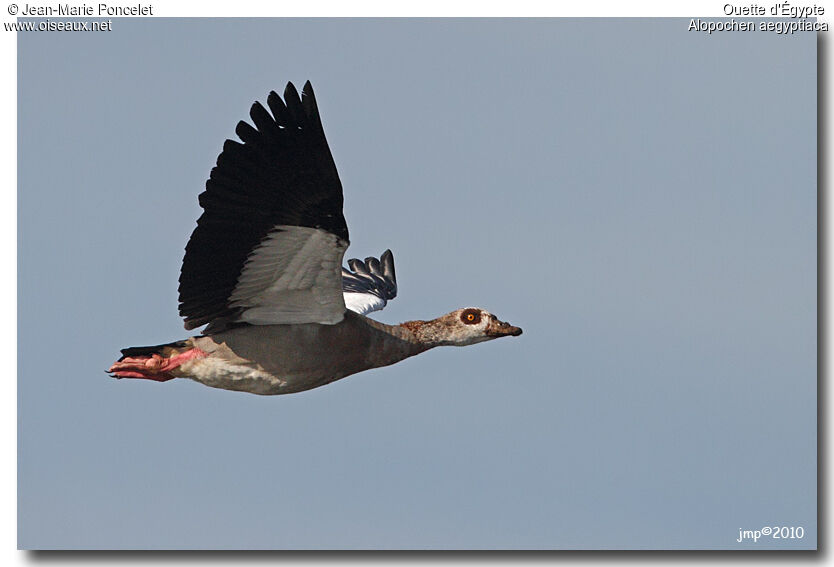 Egyptian Goose