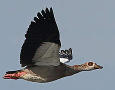 Egyptian Goose