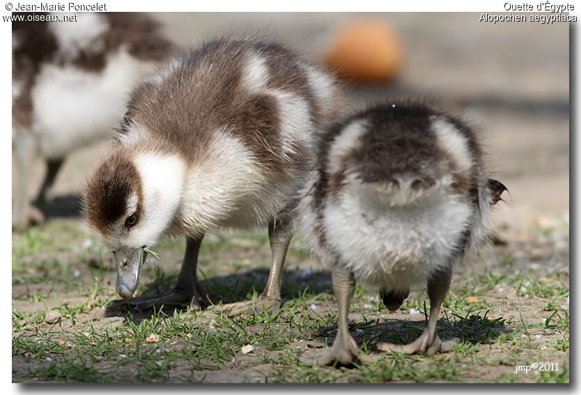 Egyptian Goose