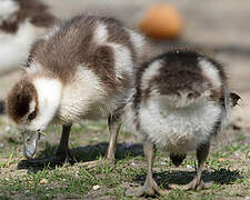 Egyptian Goose