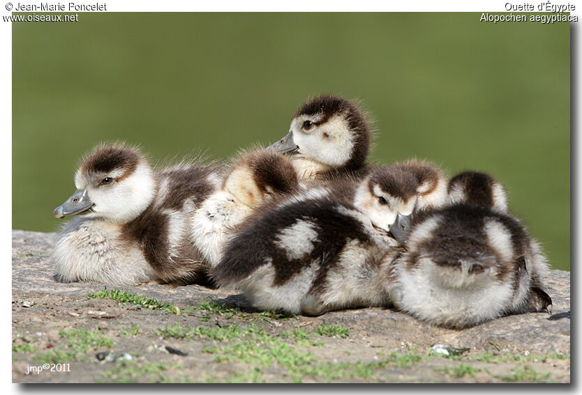 Egyptian Goose