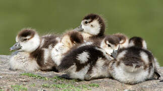 Egyptian Goose