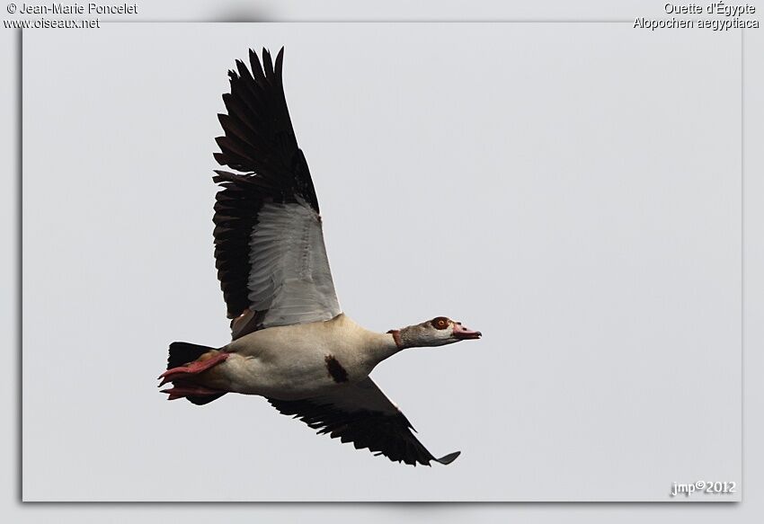 Egyptian Goose